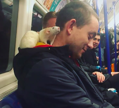 Man Brings His Pet Rats Onto The Bus