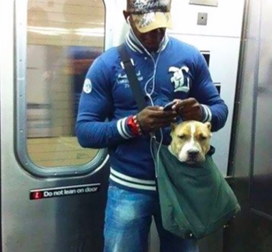 Commuters Notice Dog Poking Out Of Tote Bag