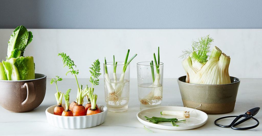 Regrow Veggies From Scraps