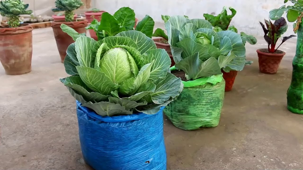 Cabbage