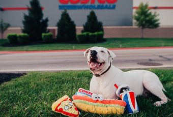 Your Pup Can Enjoy Costco Too