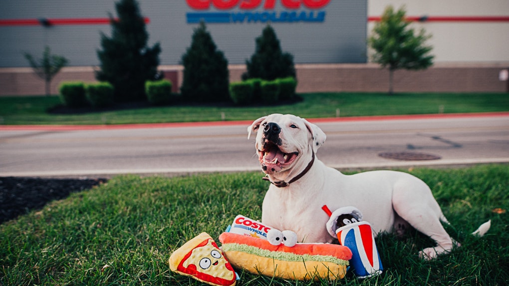 Your Pup Can Enjoy Costco Too