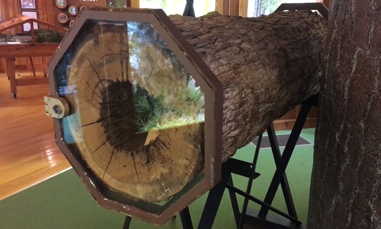 The Southern Forest World