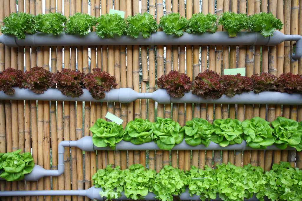 Hydroponics Can Continue To Be Called Organic