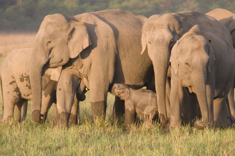 Elephant Herd