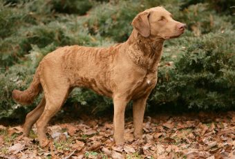Chesapeake Bay Retriever