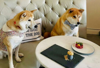 Haute Dog Cuisine At Dogue